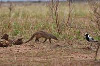 Tarangire Zebramanguste