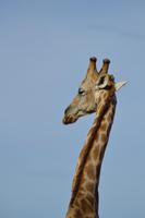 Giraffen (2)