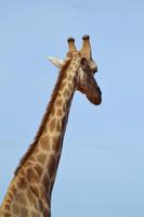 Giraffen (5)