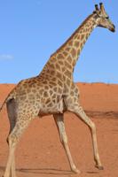 Giraffen (11)