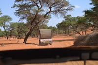 Knus und Springböcke (1)