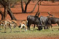 Knus und Springböcke (3)