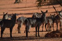 Knus und Springböcke (4)