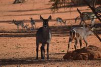 Knus und Springböcke (5)