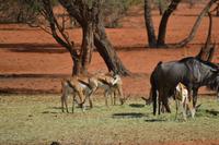 Knus und Springböcke (6)