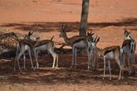 Knus und Springböcke (7)