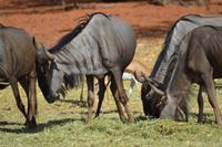 Knus und Springböcke (8)