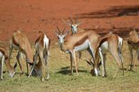 Knus und Springböcke (10)