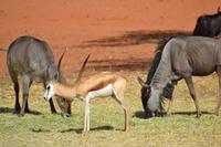 Knus und Springböcke (11)