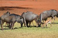 Knus und Springböcke (12)