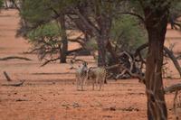 Tiere der Kalahari (4)