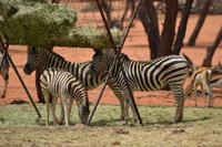 Tiere der Kalahari (6)