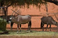 Tiere der Kalahari (7)