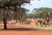 Tiere der Kalahari (8)