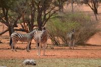 Tiere der Kalahari (9)