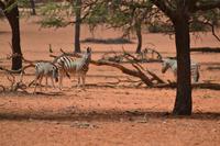 Tiere der Kalahari (10)