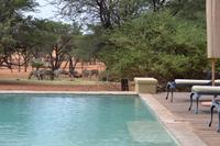 Tiere der Kalahari (11)