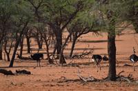 Tiere der Kalahari (13)