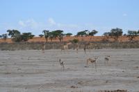 Tiere der Kalahari