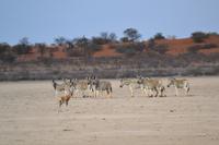 Tiere in der Kalahari Salztonpfanne (1)