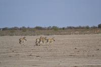 Tiere in der Kalahari Salztonpfanne (2)