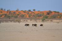 Tiere in der Kalahari Salztonpfanne (3)