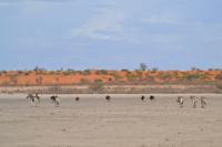 Tiere in der Kalahari Salztonpfanne (4)