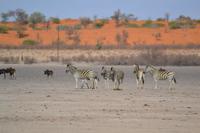 Tiere in der Kalahari Salztonpfanne (5)