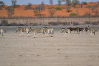 Tiere in der Kalahari Salztonpfanne (6)