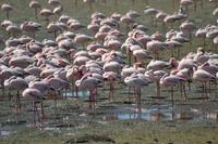 Flamingos Walvis Bay (1)
