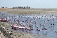 Flamingos Walvis Bay (4)