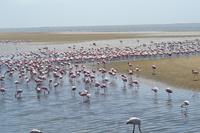 Flamingos Walvis Bay (5)
