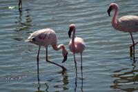Flamingos Walvis Bay (6)