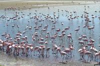 Flamingos Walvis Bay (8)