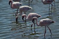 Flamingos Walvis Bay (9)