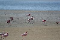 Flamingos Walvis Bay (10)