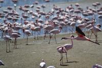 Flamingos Walvis Bay (11)
