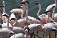 Flamingos Walvis Bay (12)
