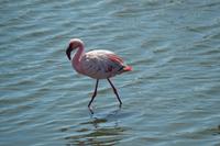 Flamingos Walvis Bay (13)