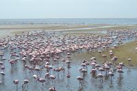 Flamingos Walvis Bay (14)