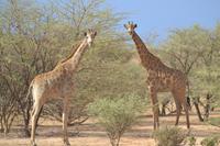 Giraffen (3)