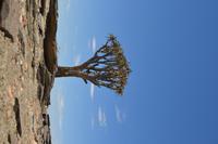 Köcherbaum Wald (1)