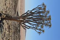 Köcherbaum Wald (3)