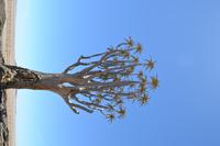 Köcherbaum Wald (4)