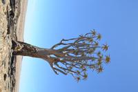 Köcherbaum Wald (5)