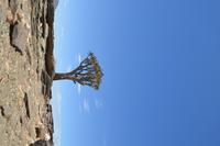 Köcherbaum Wald (6)