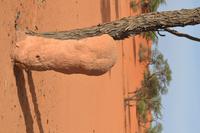 Termiten Hügel Kalahari