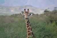 Tiere im Etosha Nationalpark (2)