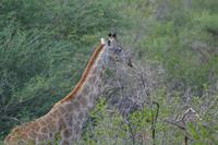 Tiere im Etosha Nationalpark (3)