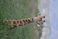 Tiere im Etosha Nationalpark (4)